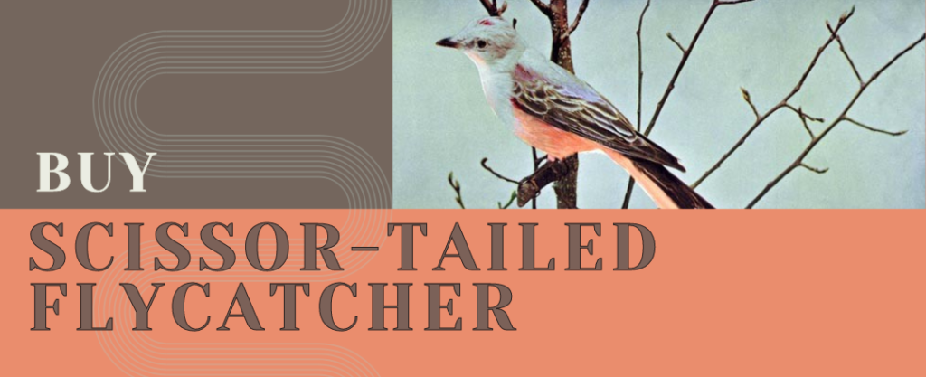 Scissor-tailed Flycatcher Notes